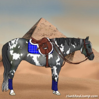 Horse Color:White Spotted Blue Roan Rabicano