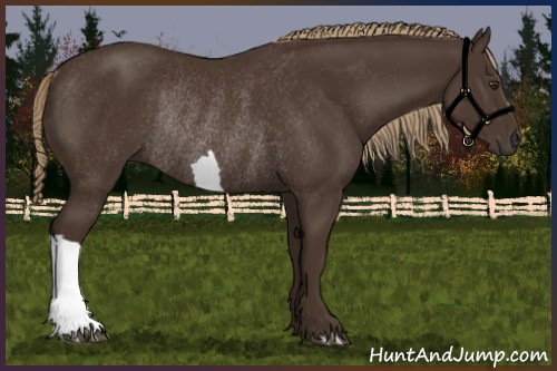 Horse Color:Liver Chestnut Rabicano 