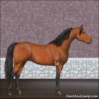 Horse Color:Bay Sabino  and Bay Sabino 