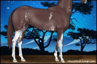 Horse Color:White Spotted Chocolate Black