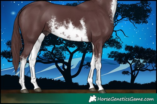 Horse Color:White Spotted Chocolate Black 