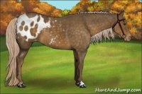 Horse Color:Chocolate Palomino Sabino Appaloosa 