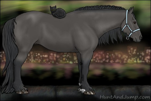 Horse Color:Black 