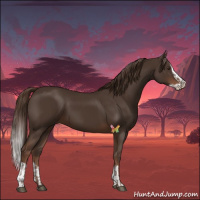 Horse Color:Liver Chestnut  and Liver Chestnut Splash 