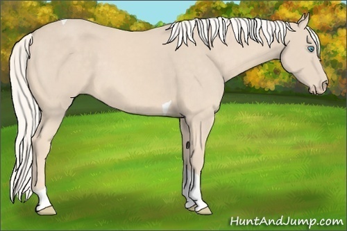 Horse Color:Cremello Tobiano