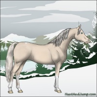 Horse Color:Cremello Tobiano 