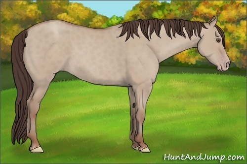 Horse Color:Classic Champagne Dun 