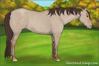 Horse Color:Classic Champagne Dun 