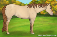Horse Color:Gray Gold Champagne Dun