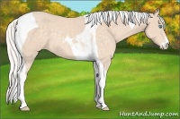 Horse Color:Silver Perlino Sabino Tobiano 