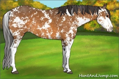 Horse Color:Buckskin Sabino 