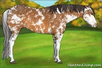 Horse Color:Buckskin Sabino