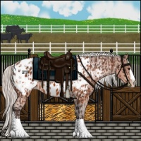 Horse Color:Silver Bay Sabino Splash Near Leopard  and Silver Bay Sabino Splash Near Leopard 