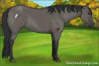 Horse Color:Grullo 