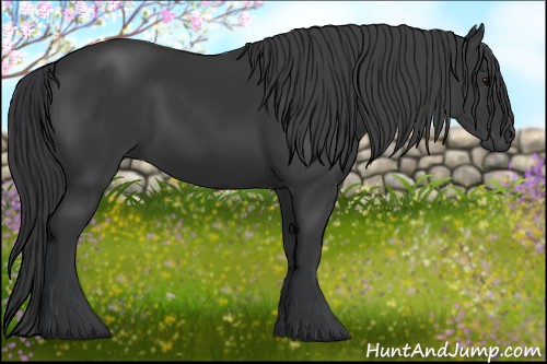 Horse Color:Black 