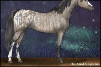 Horse Color:Brown Dun Rabicano  and Brown Dun Appaloosa Rabicano 