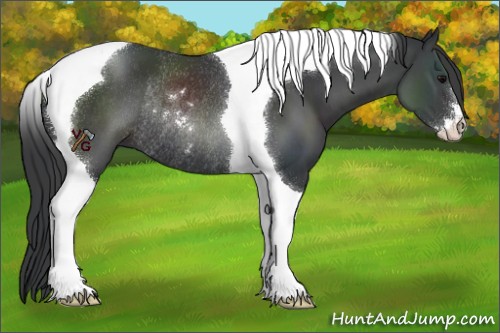 Horse Color:Black Sabino Tobiano Rabicano 