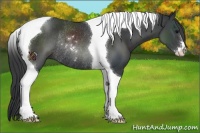 Horse Color:Black Sabino Tobiano Rabicano 