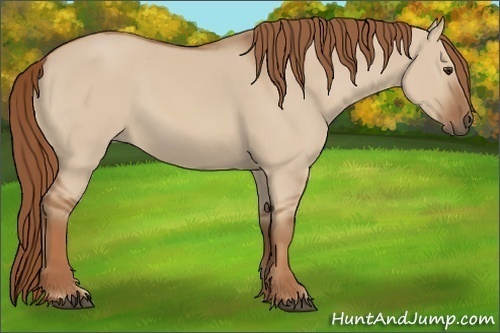 Horse Color:Red Dun 