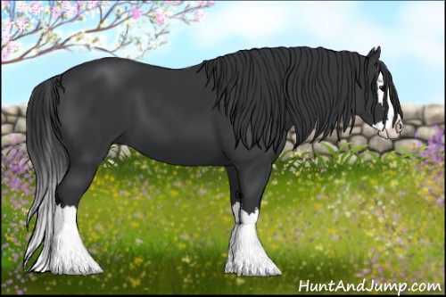Horse Color:Black Splash