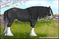 Horse Color:Black Splash 