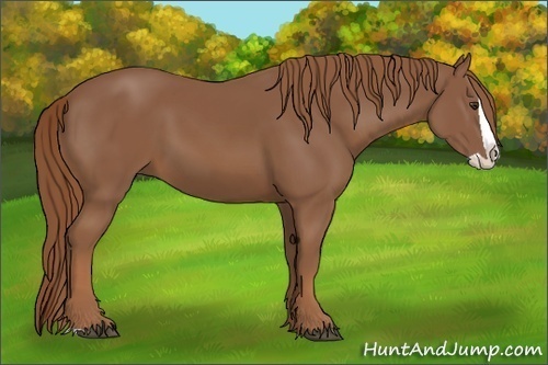Horse Color:Chestnut Splash 