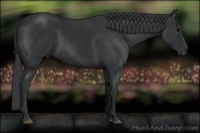 Horse Color:Black and Black