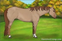 Horse Color:Red Dun Sabino 