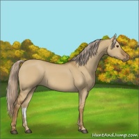 Horse Color:Chocolate Palomino Dun 