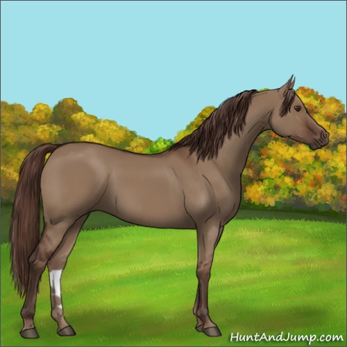 Horse Color:Liver Red Dun