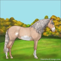 Horse Color:Silver Amber Champagne Roan Frame 