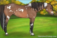 Horse Color:White Spotted Bay