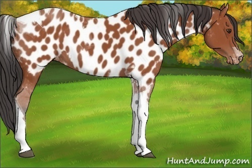 Horse Color:Bay Tobiano Appaloosa 