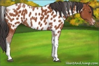 Horse Color:Bay Tobiano Near Leopard 