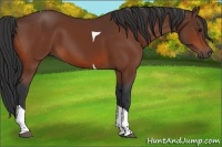 Horse Color:Bay Tobiano 