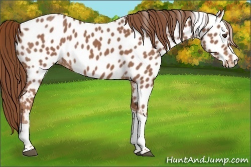 Horse Color:Red Roan Tobiano Near Leopard
