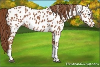 Horse Color:Red Roan Tobiano Near Leopard