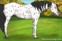 Horse Color:Bay Appaloosa 