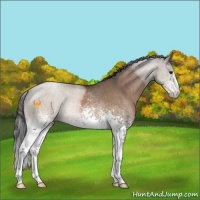 Horse Color:White Spotted Bay Roan Dun 