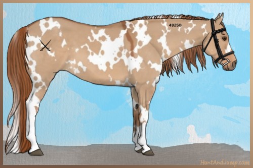 Horse Color:White Spotted Red Dun 