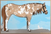 Horse Color:White Spotted Red Dun