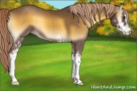 Horse Color:Chocolate Palomino Onyx Sabino 