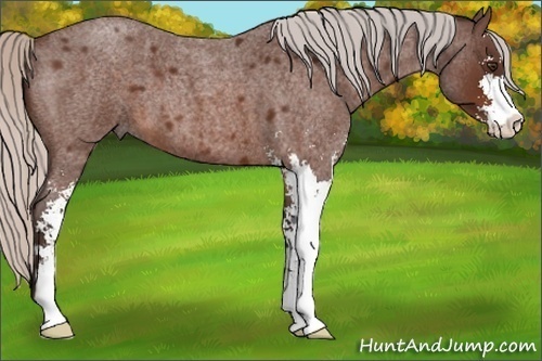 Horse Color:Silver Brown Roan Sabino 