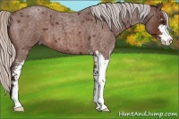Horse Color:Silver Brown Roan Sabino