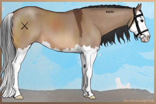 Horse Color:Bay Dun Sabino Splash