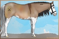 Horse Color:Bay Dun Sabino Splash