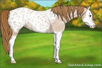 Horse Color:Red Ice Roan Splash Appaloosa