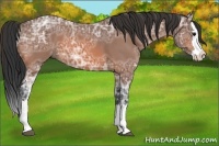 Horse Color:Bay Ice Roan Splash 
