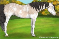 Horse Color:Bay Ice Dun Splash 