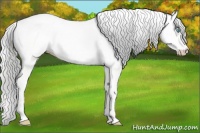 Horse Color:Cremello Dun 